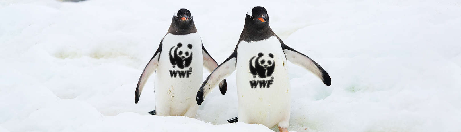 Jobs bei WWF
