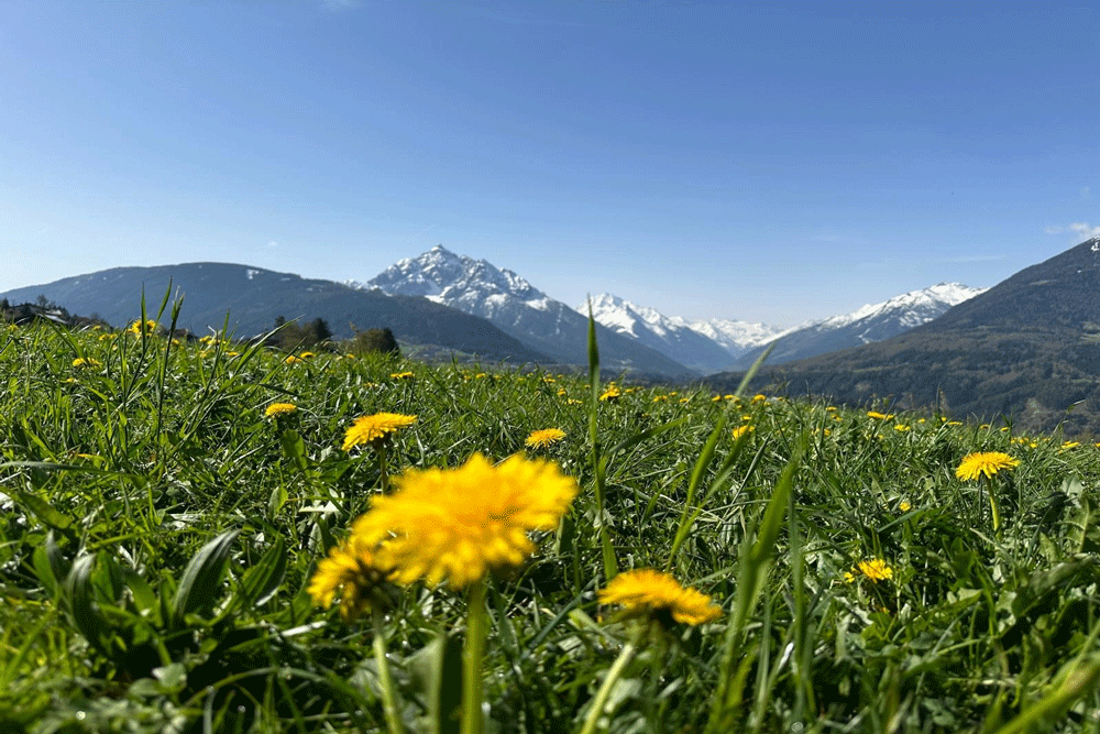 Jobs bei Hotel Restaurant Grünwalderhof